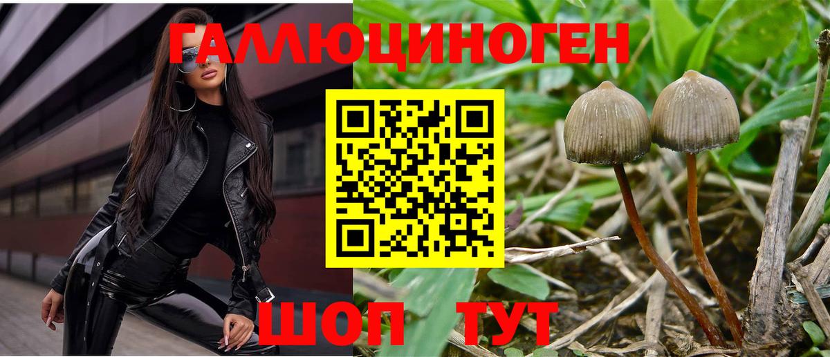 Богданович  Галлюциногенные грибы Psilocybine cubensis  Вход с VPN  Галлюциногенные грибы Psilocybine cubensis 